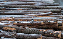 White-backed woodpecker, (Dendrocopos leucotos), male looking for food on cut logs, Finland, January.