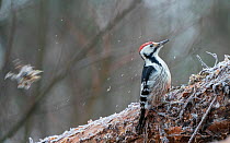 White-backed woodpecker, (Dendrocopos leucotos), male looking for food on cut logs, Finland, January.