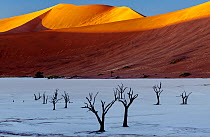 Red dunes towering over the ancient dead forest at dawn. Trees are thought to be 900 year old. Deadvlei, Namib Naukluft Park, Namibia, Africa.