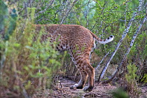 Rear half of wild male Bobcat (Lynx rufus) showing its short tail, Texas, USA.