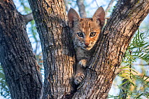 Portrait of a wild Bobcat (Lynx rufus) kitten in a tree, Texas, USA  September.