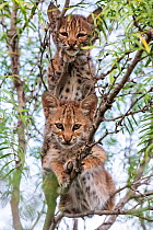 Portrait of two wild Bobcat (Lynx rufus) kittens in a tree, Texas, USA.    September.