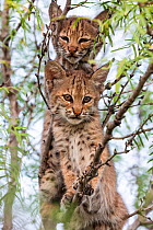 170 american bobcat photos and videos available for editorial and