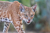 Portrait of a wild male Bobcat (Lynx rufus), Texas, USA. September.