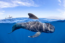 Short-finned pilot whale (Globicephala macrorhynchus) dorsal fin surfacing. South Tenerife, Canary Islands, Atlantic Ocean