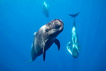Short-finned pilot whale (Globicephala macrorhynchus) male escort with female carrying her dead calf swimming nearby. South Tenerife, Canary Islands, Atlantic Ocean