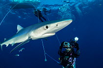 Scuba divers with Blue shark (Prionace glauca) and Pilot fish (Naucrates ductor), Pico Island, Azores, Portugal, Atlantic Ocean