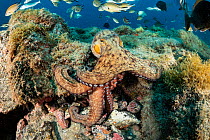 Common Octopus (Octopus vulgaris), South Tenerife, Canary Islands, Atlantic Ocean.