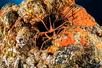 Couple of Arrow Crab (Stenorhynchus lanceolatus) mating in front of a sea urchin, South Tenerife, Canary Islands, Atlantic Ocean.