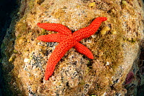 Red sea star (Echinaster sepositus), South Tenerife, Canary Islands, Atlantic Ocean.