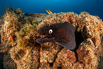 Black Moray Eel (Muraena augusti), South Tenerife, Canary Islands, Atlantic Ocean.