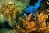 Scuba diver and Black coral (Antipathella wollastoni), South Tenerife, Canary Islands, Atlantic Ocean.