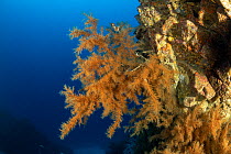 Black coral (Antipathella wollastoni), South Tenerife, Canary Islands, Atlantic Ocean.