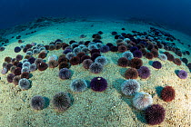 Purple sea urchin (Sphaerechinus granularis), South Tenerife, Canary Islands, Atlantic Ocean.