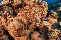 Several arrow crab (Stenorhynchus lanceolatus) and green moray, South Tenerife, Canary Island.