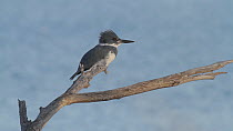 Belted kingfisher (Megaceryle alcyon) on fishing perch, Bolsa Chica Ecological Reserve, Southern California, USA.