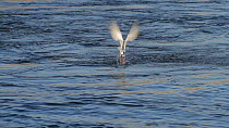Forster's tern (Sterna forsteri) diving and catching a fish, Bolsa Chica Ecological Reserve, Southern California, USA.
