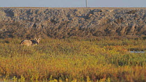 Injured Coyote (Canis latrans) limping through a salt marsh, Bolsa Chica Ecological Reserve, Southern California, USA.