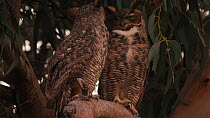 Great horned owl (Bubo viginianus) pecking its mate, Bolsa Chica Ecological Reserve, Southern California, USA.