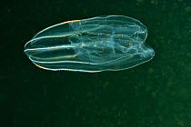 Ctenophora comb jelly (possibly Dryodorglandiformis) under the ice Russia. White Sea.