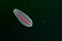 Ctenophora comb jelly (Beroe cucumis) under the ice Russia. White Sea.