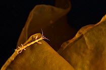 Skeleton shrimp (Caprella septentrionalis) on kelp Russia. White Sea.