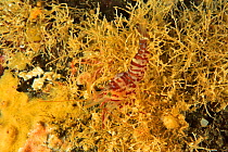 Pink / Aesop shrimp (Pandalus montagui) Russia. White Sea.