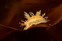 Frond eolis or bushy backed nudibranch (Dendronotus frondosus) on kelp Russia. White Sea.