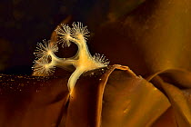 Horned stalked jellyfish (Lucernia quadricornis) on kelp. It is small funnel-shaped jellyfish that is attached on the bottom by sucker, Russia. White Sea.