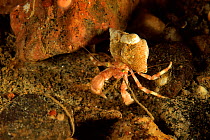 Common hermit crab (Pagurus bernhardus) Russia. White Sea.