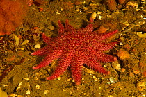 Common sunstar (Crossaster papposus) Russia. White Sea.