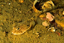 Eelpout /viviparous blenny (Zoarces viviparus) on the bottom Russia. White Sea.
