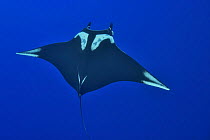 Giant mantray (Mobula birostris ) swimming in the open water, Revillagigedo islands, Mexico. Pacific Ocean.