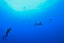 Divers with Giant mantray (Mobula birostris) swimming in the open water and surrounded with black jacks or trevally (Caranx lugubris), Revillagigedo islands, Mexico. Pacific Ocean.