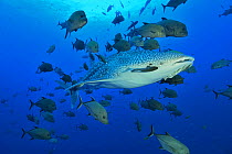Whale shark (Rhincodon typus) with Remora (Remora remora) near its eye swimming in the open water surrounded with black jacks or trevally (Caranx lugubris), Revillagigedo islands, Mexico. Pacific Ocea...