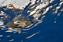 Brown booby (Sulleucogaster) juvenile,at the surface watching underwater, Revillagigedo islands, Mexico. Pacific Ocean.