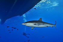 Silky shark (Carcharhinus falciformis) close to the surface and near boat with Black jacks / Trevally (Caranx lugubris) and diver in the background, Revillagigedo islands, Mexico. Pacific Ocean. Model...