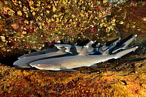Group of White tip sharks (Triaenodon obesus) lying on the bottom, Revillagigedo islands, Mexico. Pacific Ocean.