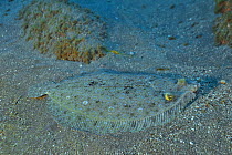 Peacock flounder (Bothus mancus) lying on the sandy seabed, Revillagigedo islands, Mexico. Pacific Ocean.