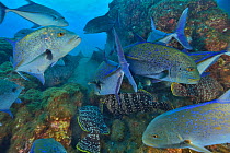 Bluefin trevally or jacks (Caranx melampygus) and Leather bass (Dermatolepis dermatolepis) Revillagigedo islands, Mexico. Pacific Ocean.