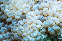 Euphyllid coral (Plerogyra sp). Derawan Islands, East Kalimantann, Indonesia.