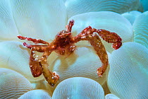 Orangutan crab (Oncinopus sp) resting on Bubble coral (Plerogyra sinuosa). Derawan Islands, East Kalimantan, Indonesia.