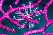 Crinoid (Crinoidea) on Soft coral (Alcyonacea).  Derawan Islands, East Kalimantan, Indonesia.