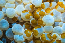 Acoel flatworm (Waminoa sp) group on Bubble coral (Plerogyra sp). Derawan Islands, East Kalimantan, Indonesia.