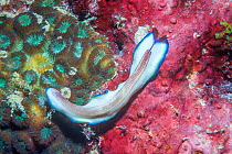 Flatworm (Pseudoceros sp) in coral reef. Derawan Islands, East Kalimantan, Indonesia.