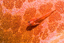 Translucent coral goby (Bryaninops erythrops) with parasite under gill, resting on Starfish (Asteroidea). Derawan Islands, East Kalimantan, Indonesia.