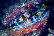 Thorny oyster (Spondylus varius), patterns and colours on mantle caused  by Zooxanthellae.  Derawan Islands, East Kalimantan, Indonesia.