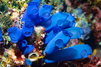 Blue-ring sea squirt (Clavelina coerulea) clustered around another Sea squirt. Derawan Island, East Kalimantan, Indonesia.