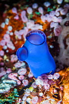 Blue-ring sea squirt (Clavelina coerulea). Derawan Island, East Kalimantan, Indonesia.