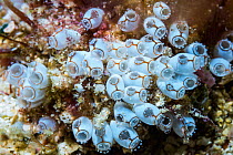 Sea squirt (Clavelina sp) group. Derawan Island, East Kalimantan, Indonesia.